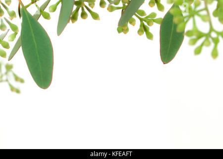 Foglie e germogli di Eucalipto isolati su sfondo bianco. Foto Stock