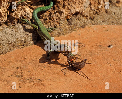 I capretti mantide religiosa (mantide religiosa) o mantide religiosa attacchi molto più grande lucertola verde in Mijas, Spagna, cogliendo i suoi occhi con gambe raptorial Foto Stock