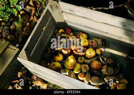 Marciume mele in gabbia.malsano concetto Natura Foto Stock