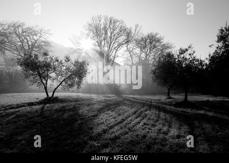 Potenti raggi di sole taglio attraverso la nebbia all'alba, nel mezzo di alcuni alberi su un prato Foto Stock