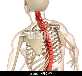 Anatomia della colonna vertebrale. Accurata dal punto di vista medico 3D illustrazione Foto Stock