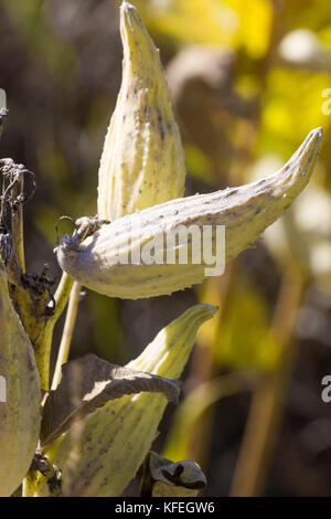 Asclepias autunno impianto milkweeds invasiva frutta secca Foto Stock