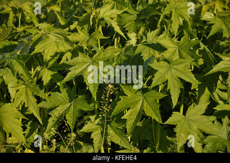 Virginia mallow Foto Stock