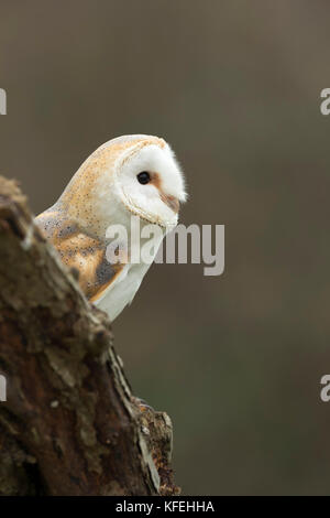 Owl di Barn; Tyto alba singolo adulto sulla Cornovaglia del ceppo; Regno Unito Foto Stock