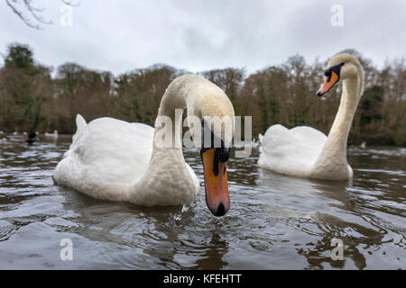 Mute Swan; Cygnus olor Two; uso della Cornovaglia con lente grandangolare; UK Foto Stock