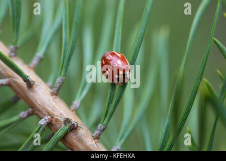 Ladybird a righe; Myzia oblongoguttata New Forest; UK Foto Stock