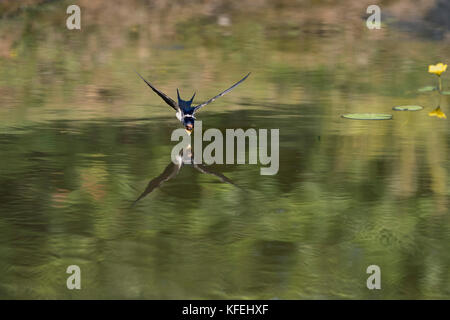 Swallow; Hirundo rustica Single al laghetto Cornwall, Regno Unito Foto Stock