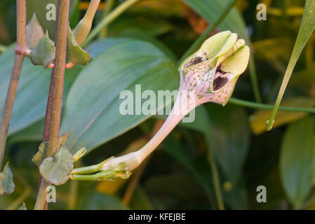 Impianto di paracadute (ceropegia sandersonii) Foto Stock