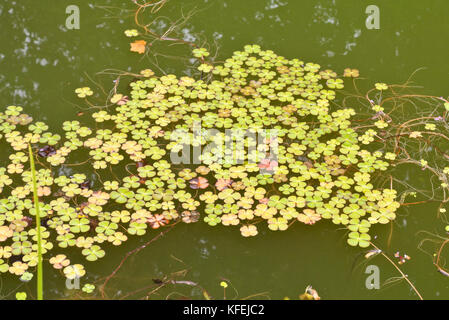 Quattro Leaf Clover (marsilea quadrifolia) Foto Stock