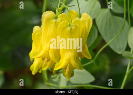 Cuore di spurgo di vite (dactylicapnos macrocapnos syn. dicentra macrocapnos) Foto Stock