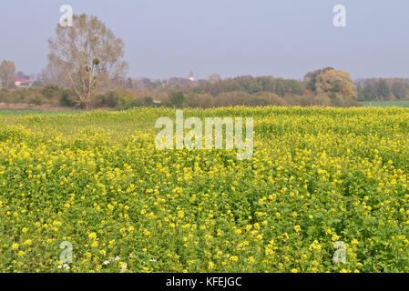 La senape bianca (Sinapis alba syn. brassica alba) Foto Stock