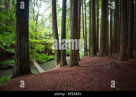 La tranquilla californian redwood forest in cape otway, victoria, Australia Foto Stock