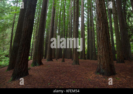 La tranquilla californian redwood forest in cape otway, victoria, Australia Foto Stock
