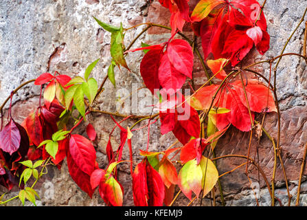 Faggio ramo (Fagus sylvatica) con foglie autunnali contro il vecchio muro di pietra Foto Stock