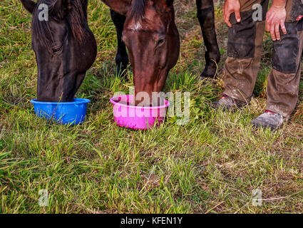 Snack-break per i cavalli sul prato al tramonto, deliziosa. Foto Stock