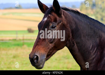 Trakehner elegante nero e marrone stallone-cavallo Foto Stock