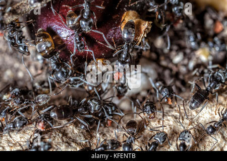 Il giardino nero ant (lasius niger) è un formicine ant, tipo specie del sottogenere lasius, trovati in tutta Europa Foto Stock