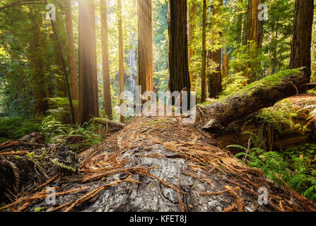 Caduto albero di sequoia in California del Nord Forest, immagine a colori Foto Stock