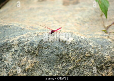 Crimson Marsh Glider ,Trithemis aurora,bellissima libellula rosa con occhi rossi,Predator insetti su una roccia naturale con sfondo grigio Foto Stock