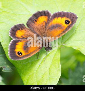 Gatekeeper (farfalla pyronia tithonus), crogiolarvi al sole su una foglia, welney wwt riserva, Norfolk, Inghilterra, Regno Unito. Foto Stock