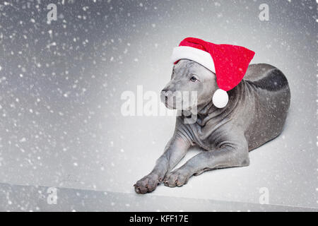 Thai ridgeback cucciolo in xmas hat Foto Stock