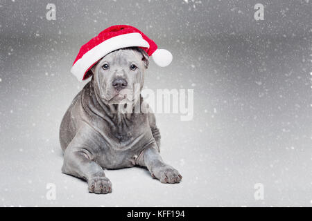 Thai ridgeback cucciolo in xmas hat Foto Stock