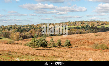 Autunno scena. Ashdown Forest, sussex, Regno Unito. luminoso giorno con nuvole. gruppo di alberi in terreno aperto. superficie boschiva dietro Foto Stock