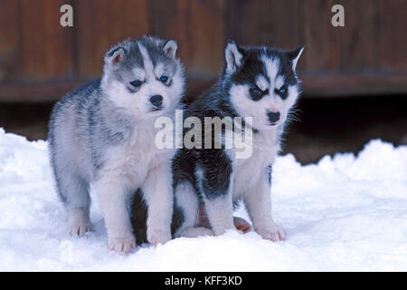 Due adorabili Siberian Husky cuccioli , sei settimane vecchio, in piedi insieme nella neve, guardando curioso. Foto Stock