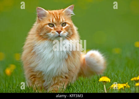 Bella lo zenzero tabby Cat, maschio in piedi in erba da fiori gialli, guardando Foto Stock