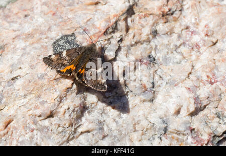 Orange underwing moth Foto Stock