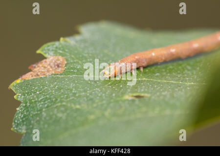 Comune di onda bianco larva Foto Stock