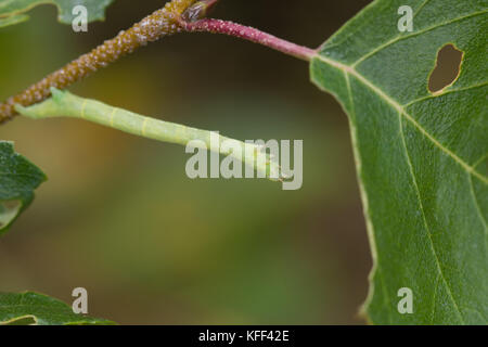 Comune di onda bianco larva Foto Stock