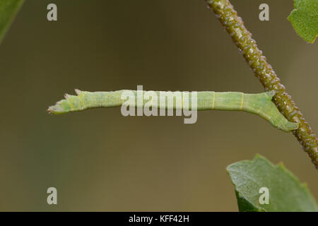 Comune di onda bianco larva Foto Stock