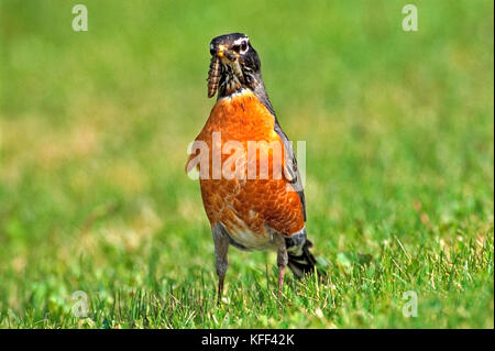 American Robin in piedi in erba, azienda grande bruco nel becco. Foto Stock