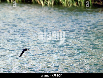 Cecropis daurica - un molto veloce uccello e molto difficili da catturare in volo. Foto Stock