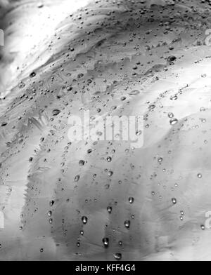 Dettaglio di un cigno di piume che mostra l'efficacia della loro resistenza di acqua con piccole goccioline di acqua formando sulla loro superficie Foto Stock