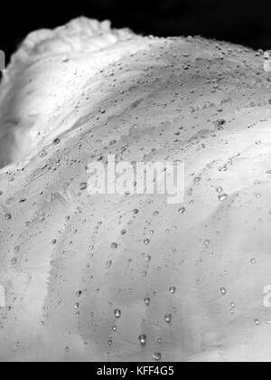 Dettaglio di un cigno di piume che mostra l'efficacia della loro resistenza di acqua con piccole goccioline di acqua formando sulla loro superficie Foto Stock