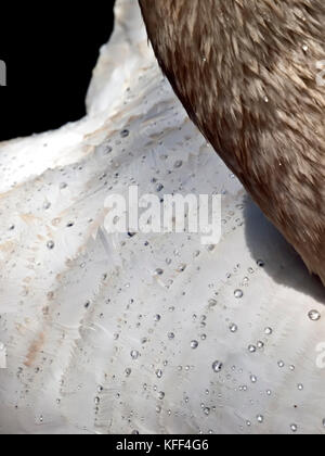 Dettaglio di un cigno di piume che mostra l'efficacia della loro resistenza di acqua con piccole goccioline di acqua formando sulla loro superficie Foto Stock