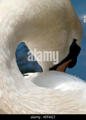 Dettaglio di un cigno di piume che mostra l'efficacia della loro resistenza di acqua con piccole goccioline di acqua formando sulla loro superficie Foto Stock