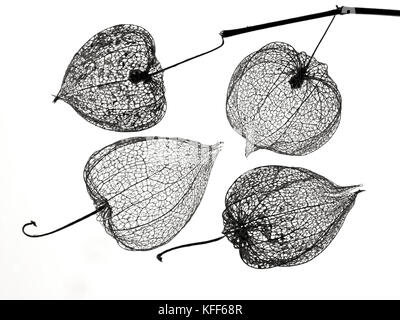 Le lanterne cinesi Physalis alkekengi scheletri Foto Stock