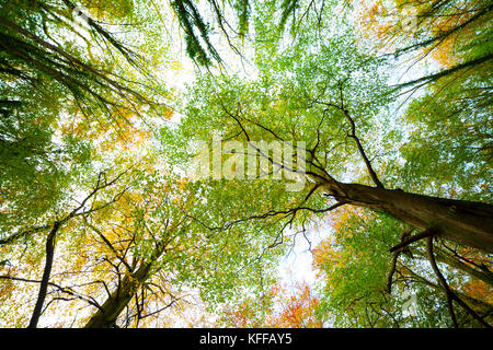 Ampio angolo di visione verso l'alto verso il cielo e incorniciato da boschi di alberi ai ferri corti country park, parte della gamma clwydian, denbighshire, Wales, Regno Unito durante l'autunno Foto Stock