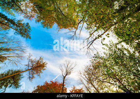 Ampio angolo di visione verso l'alto verso il cielo e incorniciato da boschi di alberi ai ferri corti country park, parte della gamma clwydian, denbighshire, Wales, Regno Unito durante l'autunno Foto Stock