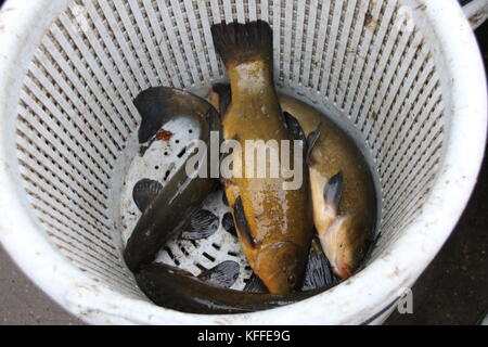 Deetz, Germania - 28 ottobre 2017: i pescatori lo svuotamento di un allevamento di stagno con un sacco di pesce presso il villaggio di smal deetz, Germania. Foto Stock