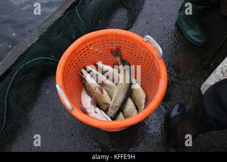 Deetz, Germania - 28 ottobre 2017: i pescatori lo svuotamento di un allevamento di stagno con un sacco di pesce presso il villaggio di smal deetz, Germania. Foto Stock