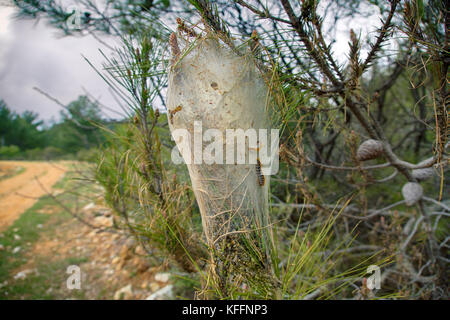 Pesti di foresta. nido di farfalle (pine processionary caterpillar, Thaumetopoea pityocampa), realizzato da bruchi. mediterraneo Turchia, aprile Foto Stock