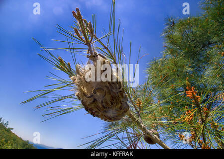 Pesti di foresta. nido di farfalle (pine processionary caterpillar, Thaumetopoea pityocampa), realizzato da bruchi. mediterraneo Turchia, aprile Foto Stock