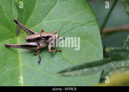 Dark bush-cricket (pholidoptera griseoaptera), maschio, welney wwt riserva, Norfolk, Inghilterra, Regno Unito. Foto Stock