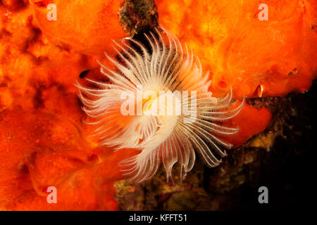 Vermi calcarei, Protula tubularia, Mar Adriatico, Mar Mediterraneo, Kornati, Dalmazia, Croazia Foto Stock