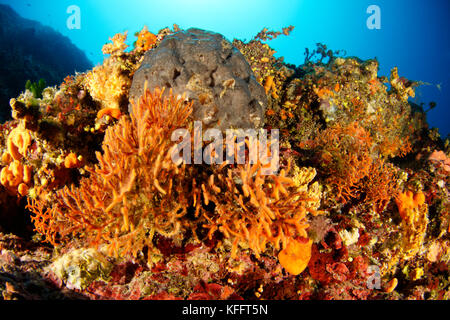 Moss Animals, Schizoretepora serratimargo, Corallina con colonia di Moss Animals, Mar Adriatico, Mar Mediterraneo, Korati, Dalmazia, Croazia Foto Stock