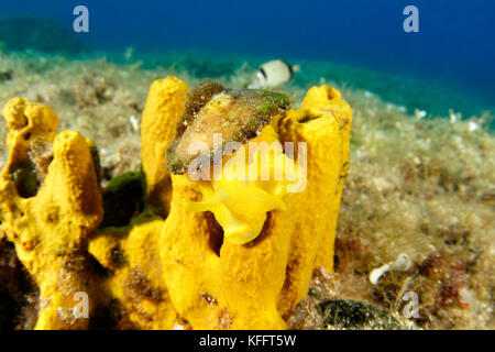 Lumaca di ombrello giallo, Tylodina perversa su spugna a tubo giallo, Mar Adriatico, Mar Mediterraneo, Isole Kornati, Dalmazia, Croazia Foto Stock